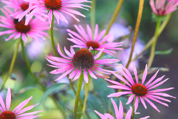 Obraz premium цветы