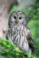 Ural Owl
