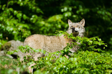 Wolf