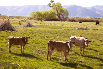 Fototapeta na wymiar Cows cattle grazing in California meadows