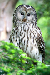Ural Owl
