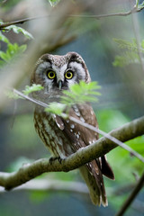 The Boreal Owl