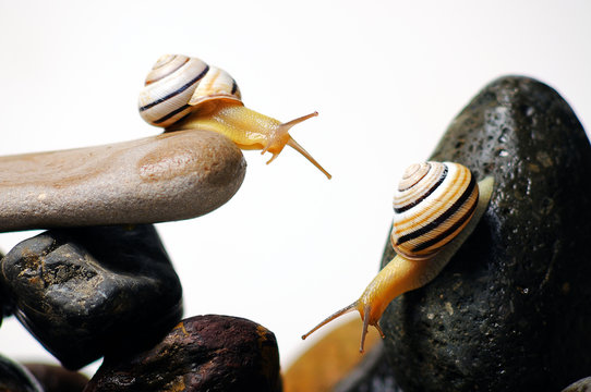 snails on rocks