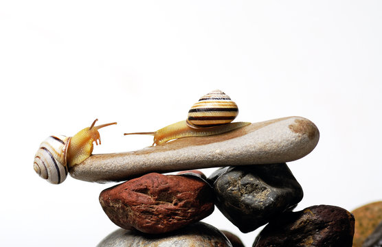 snails on rocks