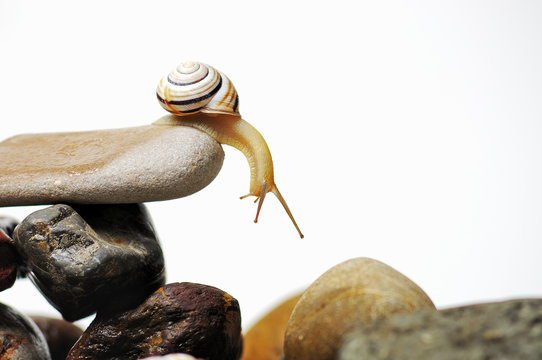 snail  on rocks