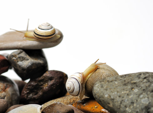snails on rocks