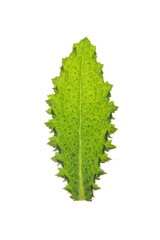 Green leaf of Thistle isolated on white