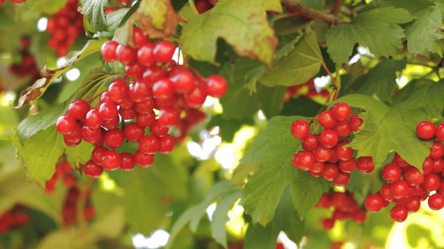 Snowball tree. Red berries close up.