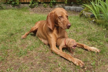 Hungarian hound bitch with puppy Viszla