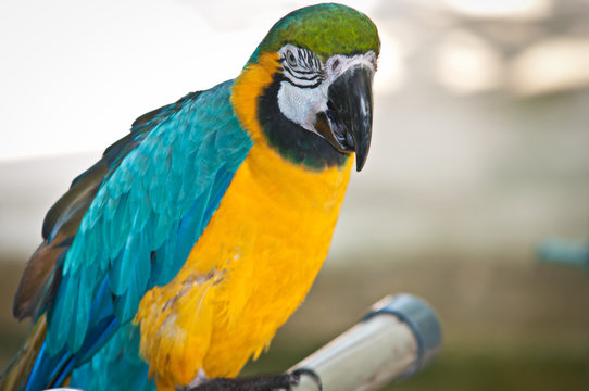 Beautiful Pet Parrot .