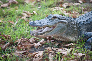 Crocodiles.