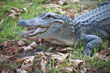 Crocodiles.