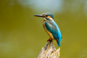 Common Kingfisher (Alcedo atthis) stair to the camera