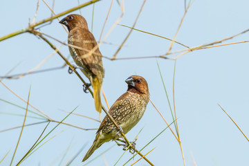 Scaly-breasted Munia bird on the bamboo branch
