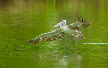 The pelican bird flying and landing to the pool