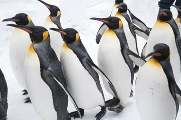 Poster 旭山動物園のペンギン © koume129