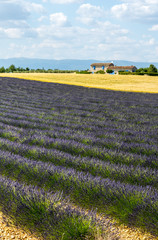 Plateau de Valensole (Provence), lavender