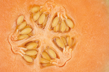 Orange melon kernel in close up