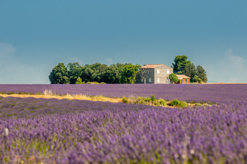 Naklejka na ściany i meble Lawendowe pole, Provence, Francja