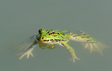 Rana - Pelophylax esculentus