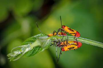 Yellow and Red Bugs on a Bush