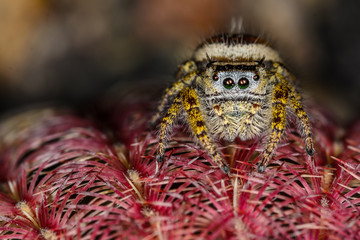 Brown and Yellow Jumping Spider Macro