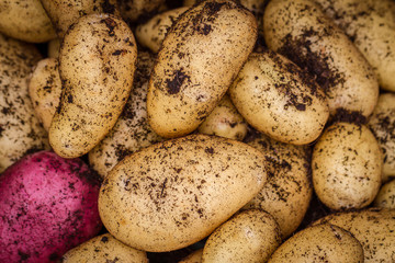 Potatoes Background