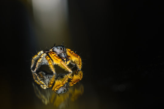Small Black and Yellow Jumping Spider Macro
