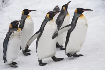Foto op Plexiglas 旭山動物園のペンギン © koume129
