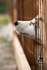dog behind a fence - 56179161