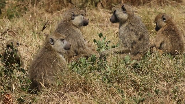 Yellow baboon family, Amboseli Park, Kenya