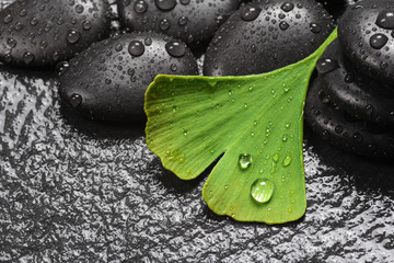 Medical plant, wellness with ginkgo