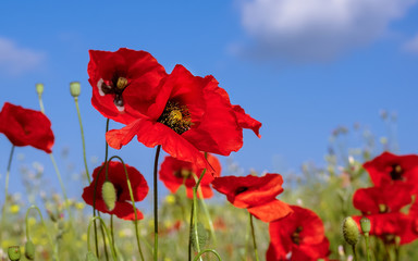 red poppies flower closeup