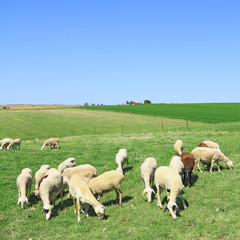 Obraz premium Herd of sheeps