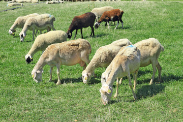 Obraz na płótnie Canvas Herd of sheeps