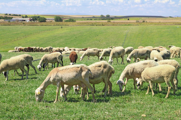 Obraz premium Herd of sheeps