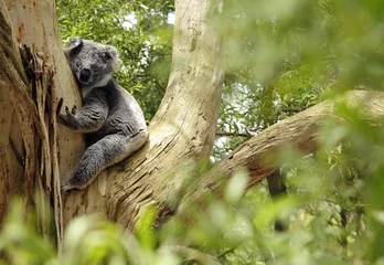 Zelfklevend Fotobehang Koala, Australisch © Friedberg