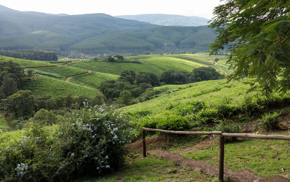 South Africa countryside in Komatiland Forest