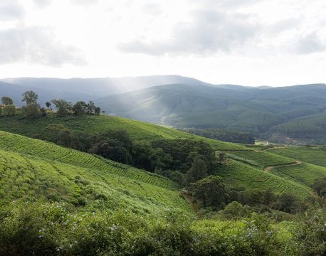 South Africa countryside in Komatiland Forest