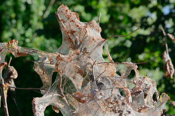 Albero infestato da Hyponomeuta hexabola