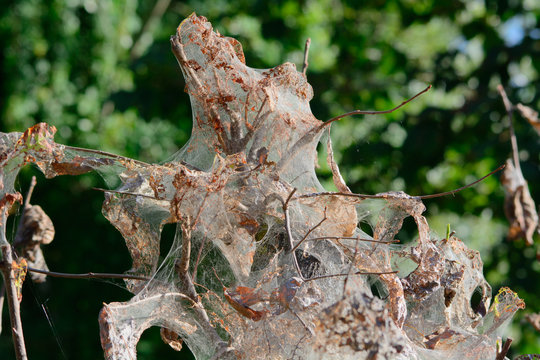 Albero infestato da Hyponomeuta hexabola
