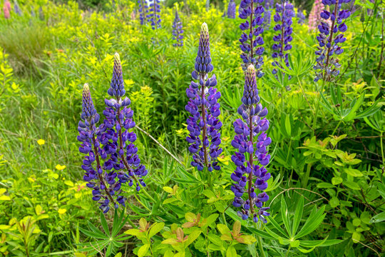 Wild lupines growing in a field