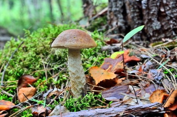 Boletus scaber (Leccinum scabrum) under the birch &Iuml;&icirc;&auml;&aacute;&aring;&eth;&cedil;&ccedil;&icirc;&acirc;&egrave;&ecirc; &icirc;