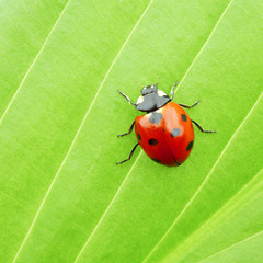ladybug on leaf