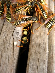 Wespen auf holz