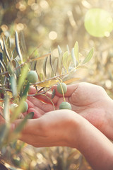 Olives harvest - 56184950