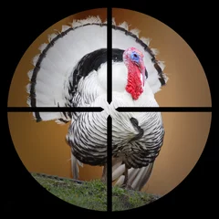 Foto op Canvas The Turkey in the Hunter's scope. © Kletr