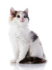 The smal white kitten with color spots