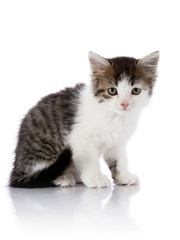 Small kitten on a white background.