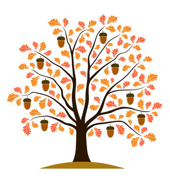 autumn oak tree